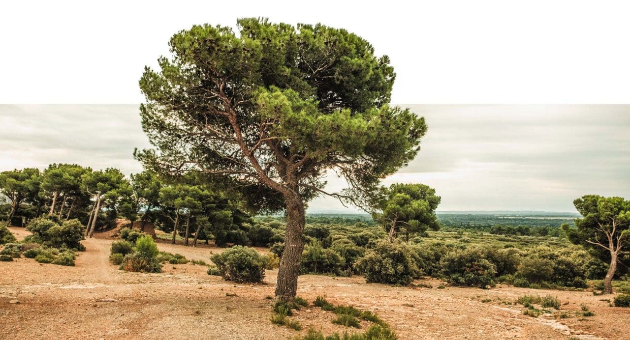 provence_01